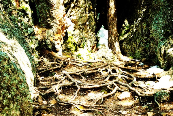 Roots