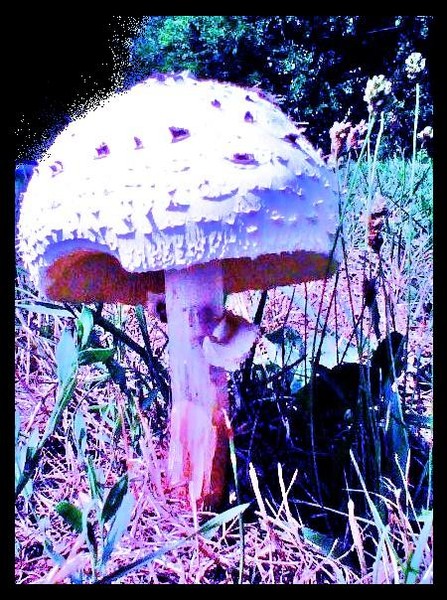 colorful mushroom
