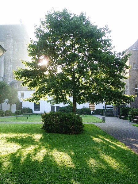 radiating tree