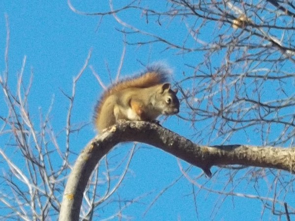 squirrel