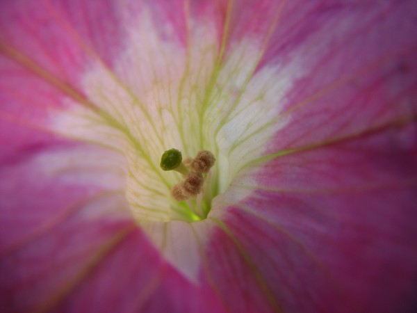 Petunia Passion