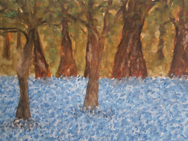 bluebells in the forest