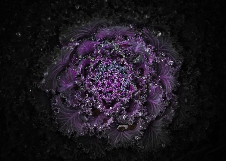 Backyard Flowers No 109 Color Version
