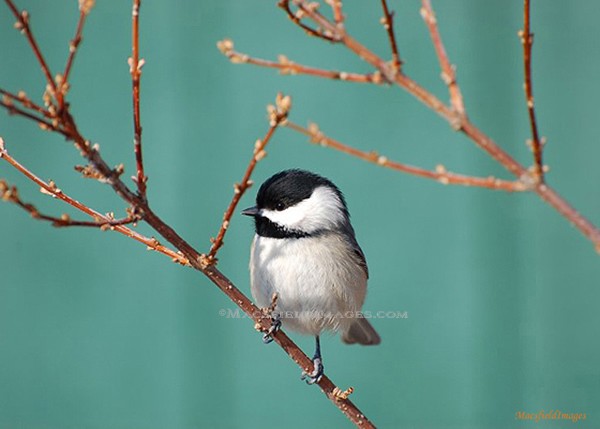 Black Cap