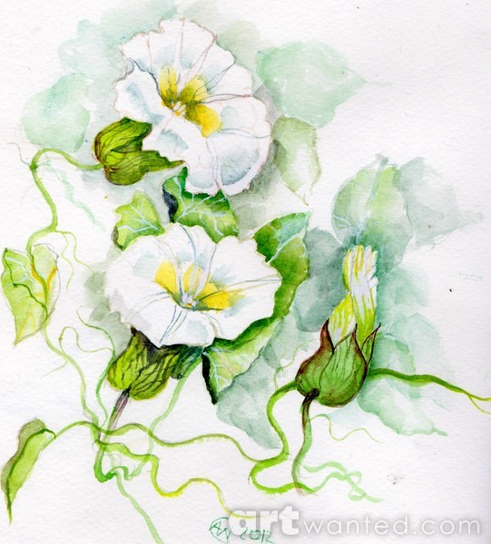 Convolvulus