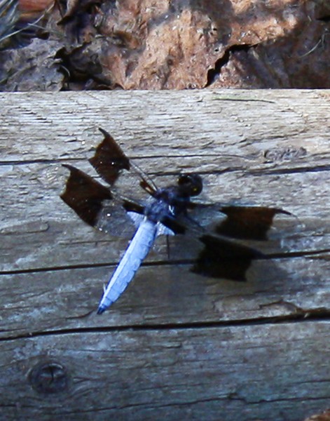 Dragonfly