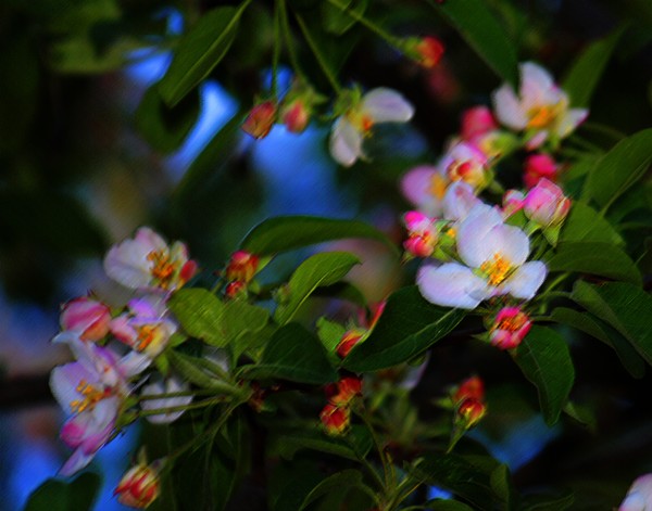 Rough Pastel Apple Blossom, ne885