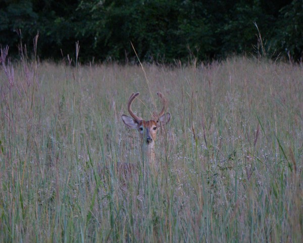Deer At Dusk 1226 11x14 Print