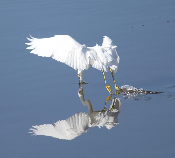 Snowy Egret