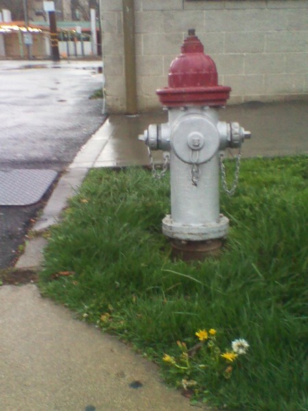 Hydrant Flower View