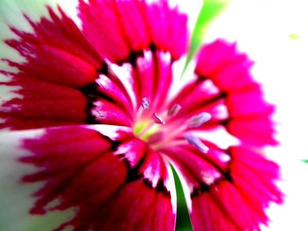 dianthus 1