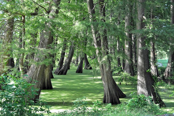 Cypress Swamp, Greenville MS