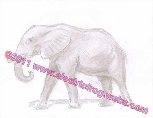Elephant