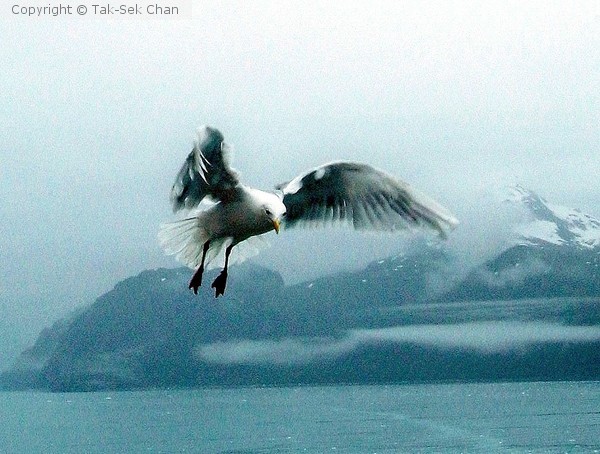 Seagull over Glacier Bay, Alaska