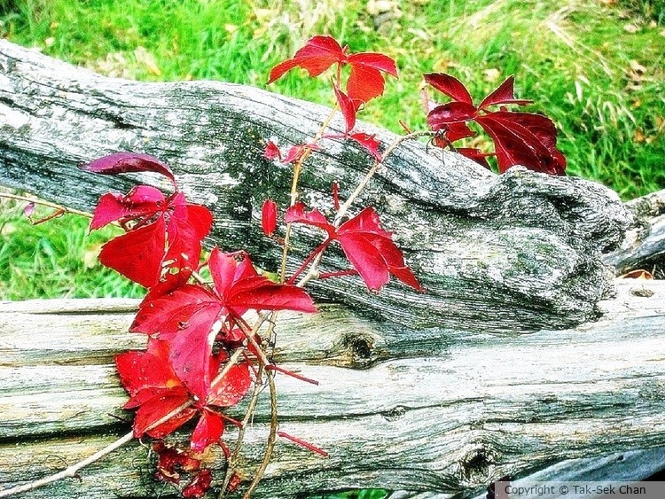 Boston Ivy (Panthenocissus tricuspidata), Ontario, Canada 10-04-2010