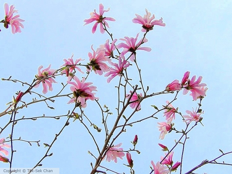 Magnolia tornentosa, Weston, MA, 04-18-2022