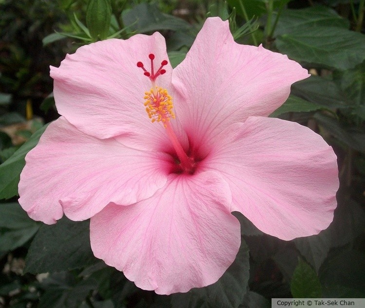 Hibiscus rosa-sinensis Pink, Russell's, Wayland, MA, USA, 06-27-2013