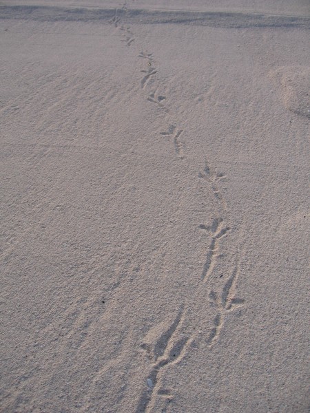 Trail