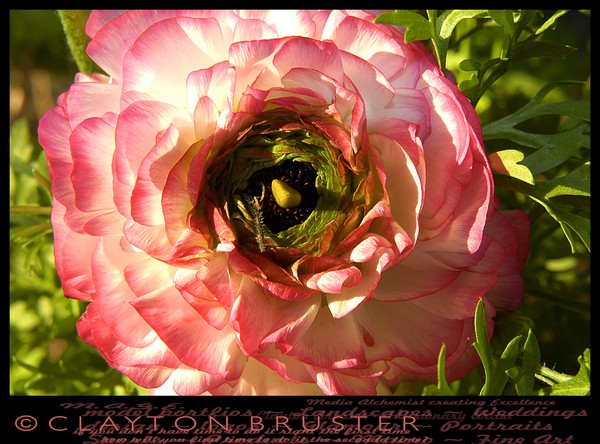 February 11 2008 Floral