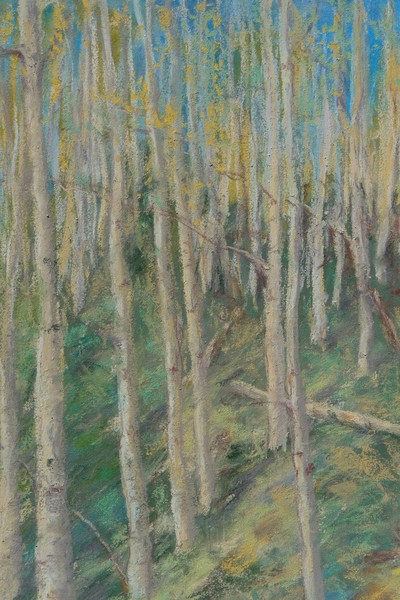 Sunny Forest Afternoon