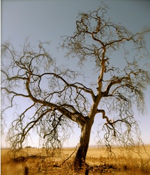 Summer Heat, Hollister, California