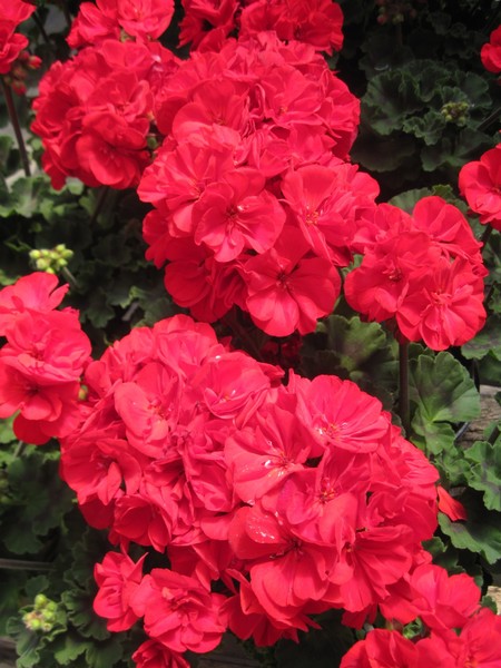 Brilliant Red