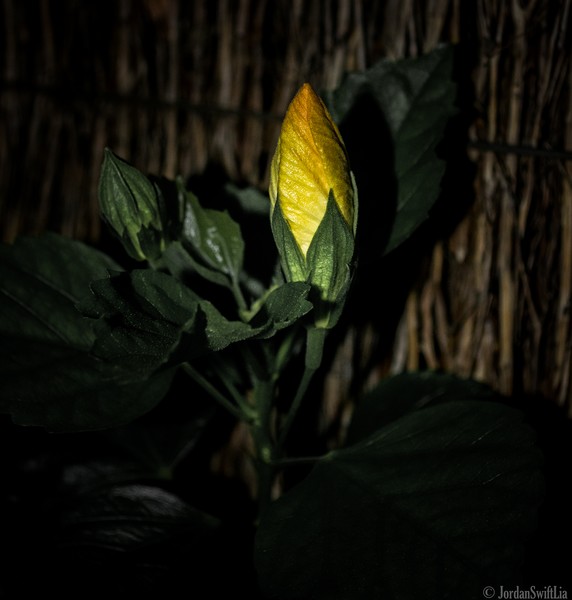 Hibiscus Yellow 001