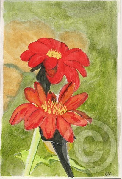 Mexican sun flower