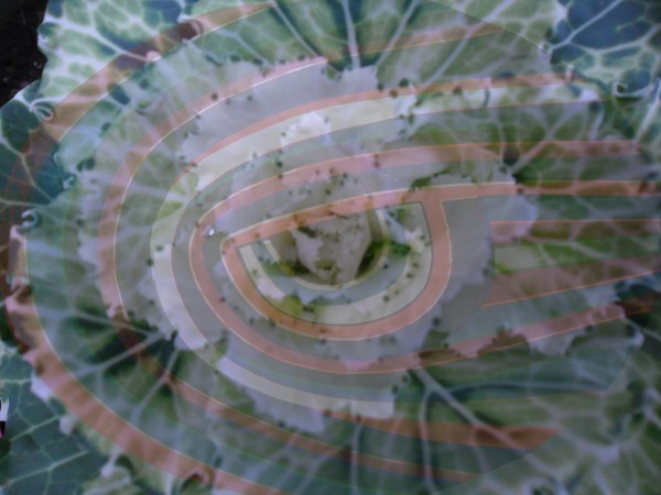 Art meets Nature 03