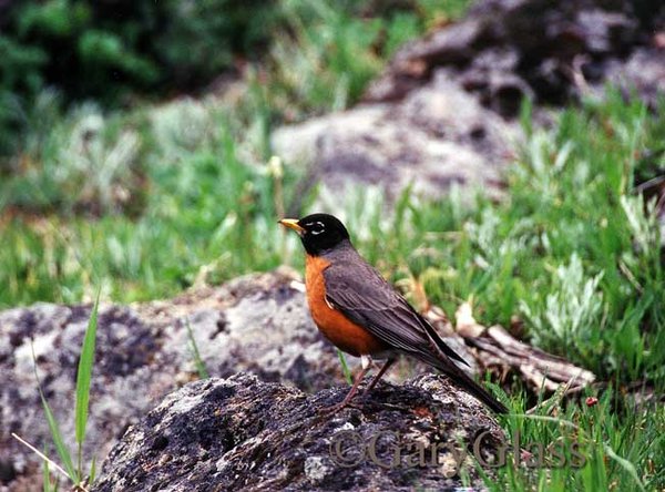 American Robin on Rock
