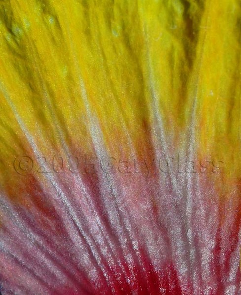 Sunburst