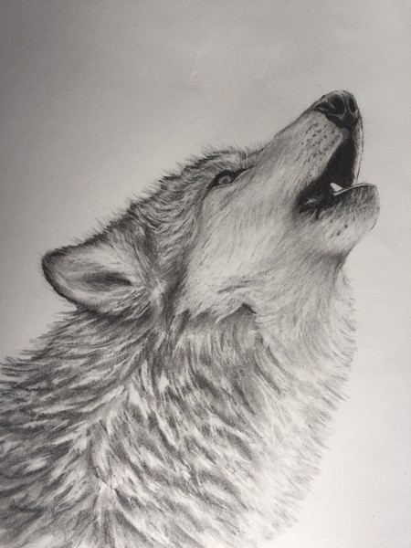 Howling wolf 