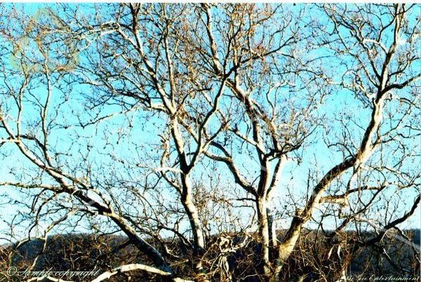 Tree Skyline 