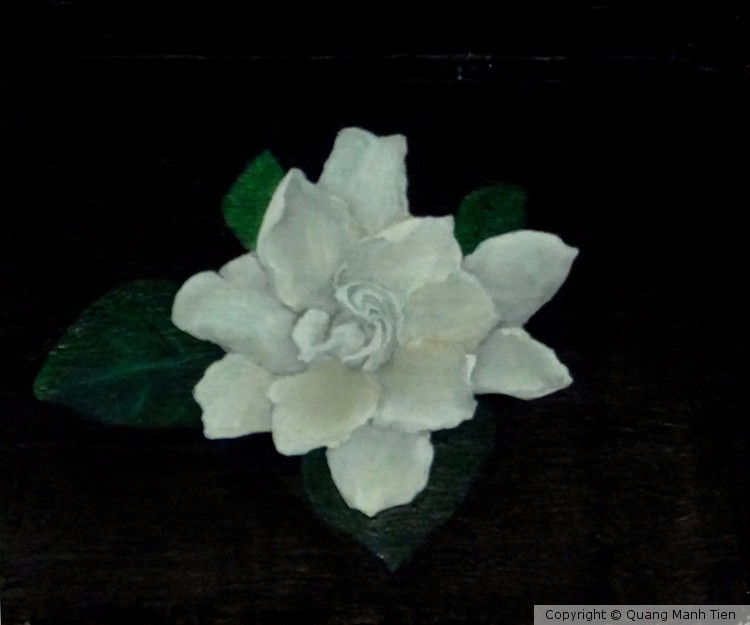 Gardenia