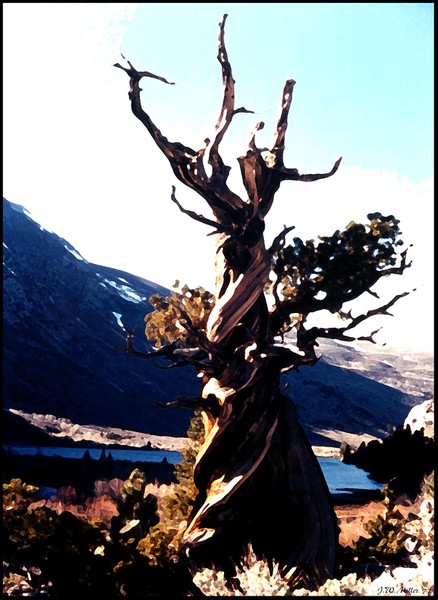 High Sierra Bristle Cone Pine