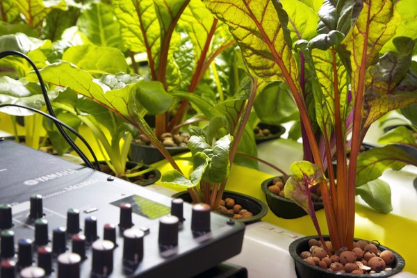 PlantBot Genetics Installation View