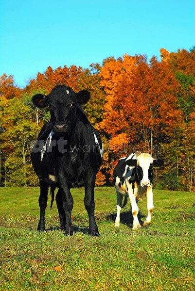 Curious Cows III