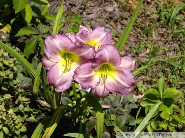 Lavender Lily with Yellow Center