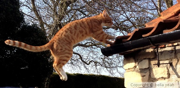 apollo leaping to the roof