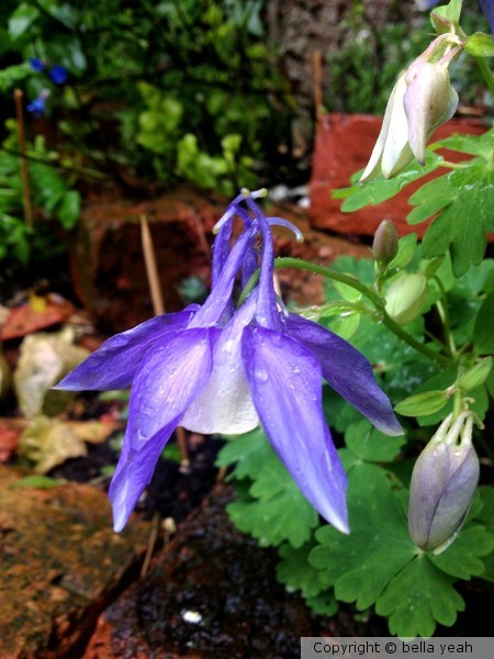 aquilegia in bloom