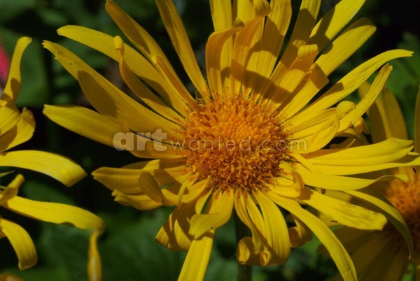Yellow Daisies