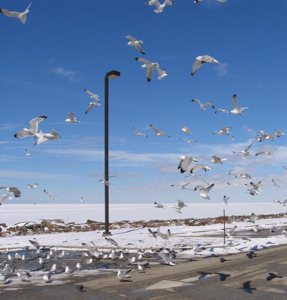 Flight Over Lake Erie