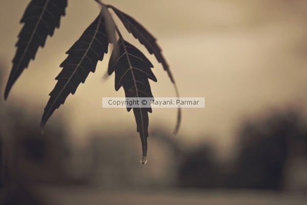 Old Memories
