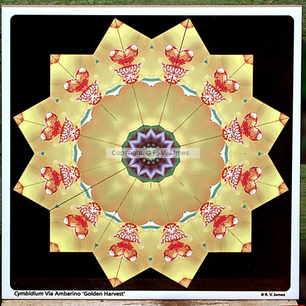 Cymbidium orchid kaleidoscope tile