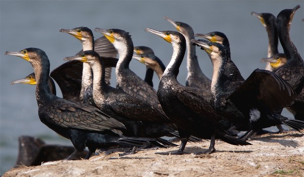 Cormorants