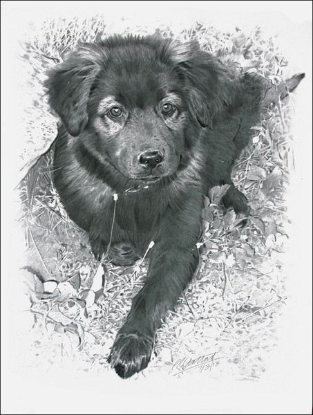 Portrait of Paco as a puppy