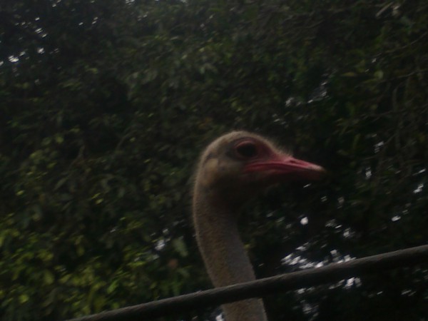 ostrich 