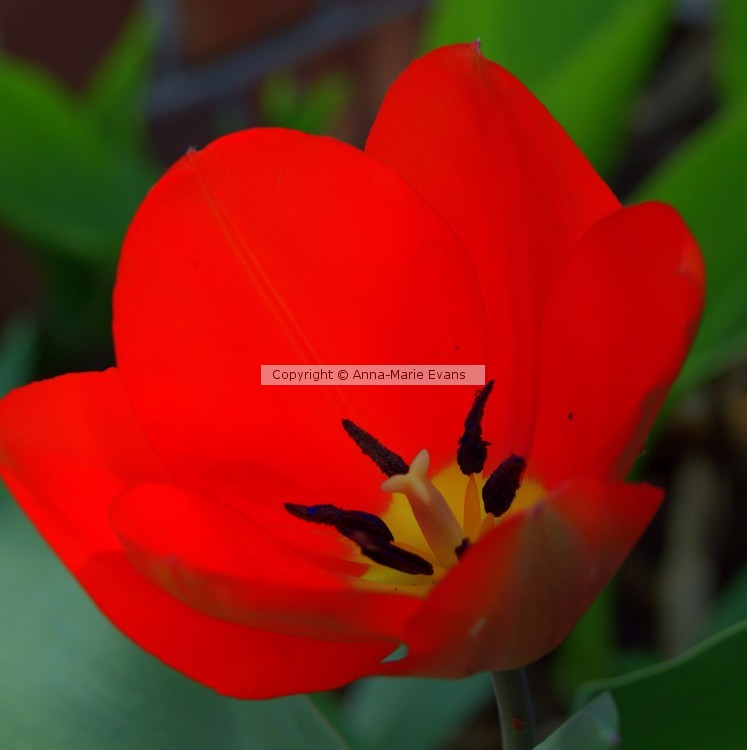 In Bloom