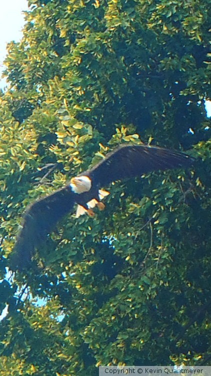 Bald Eagle