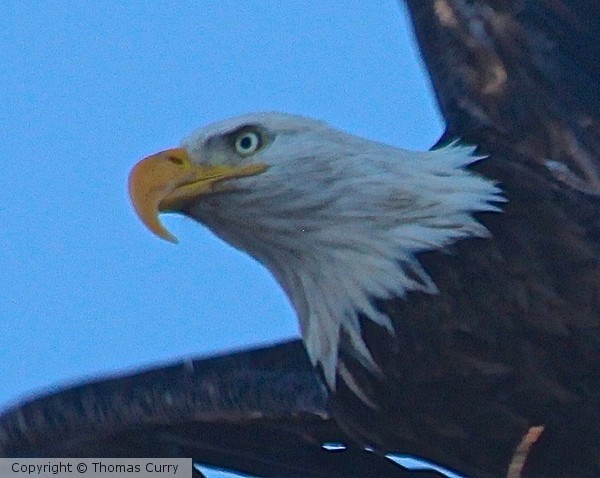 And then, God created Eagles 1